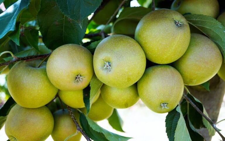 The Cultural Significance of Food in Religious Ceremonies and Festivals