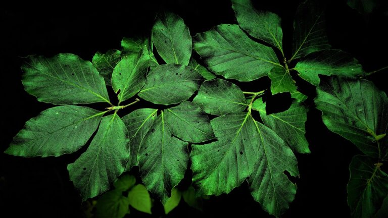 Innovative Approaches to Pain Management: Beyond Opioids