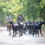 The Potential of Autonomous Fleets in Urban Transportation: www.world777, 11xplay.online, Bet book 247